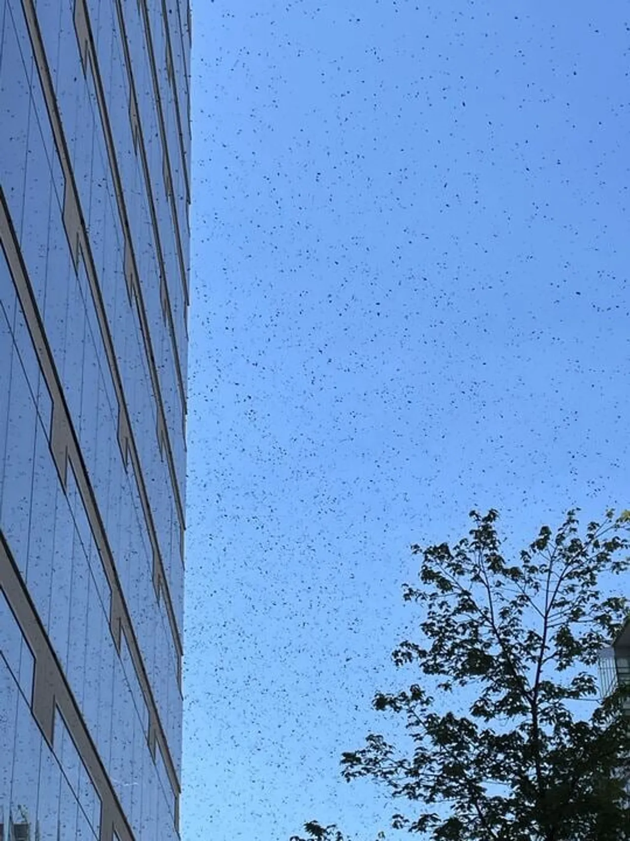 A swarm of bees in downtown Washington, D.C. (Daily Caller)