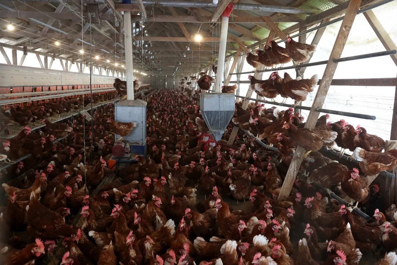 PETALUMA, CALIFORNIA - FEBRUARY 18: Chickens stand in a henhouse at Sunrise Farms on February 18, 2025 in Petaluma, California. (Photo by Justin Sullivan/Getty Images)