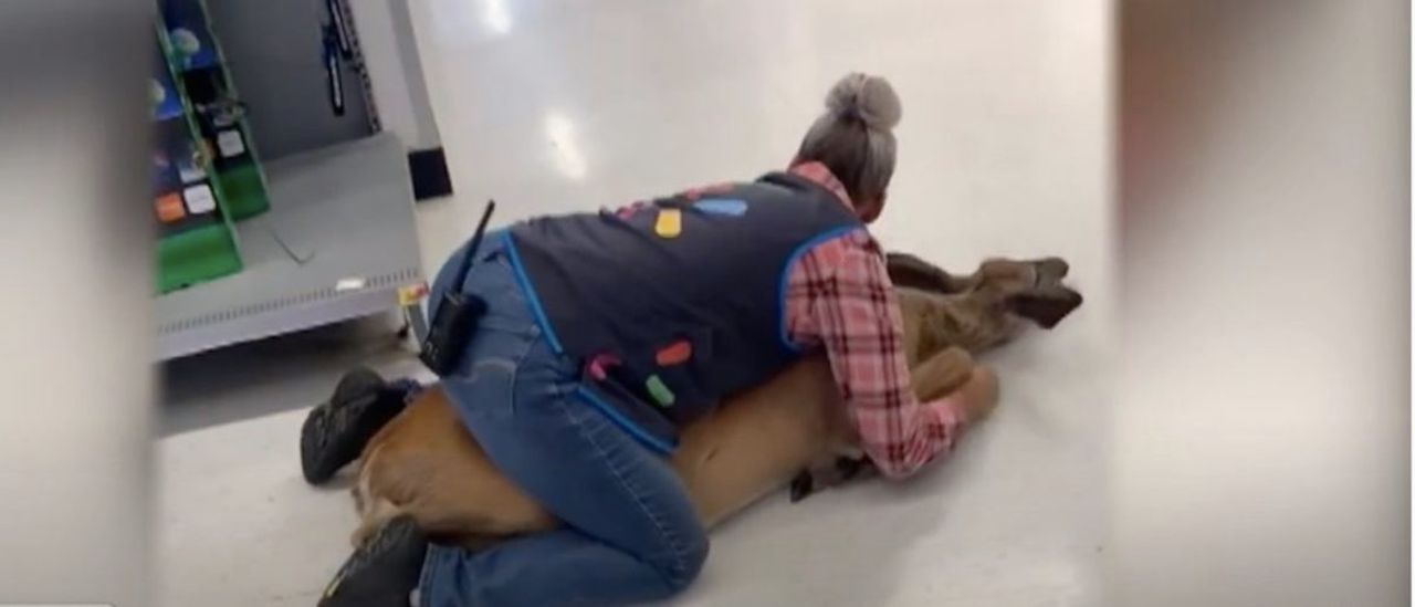 WATCH:Employee Bear Hugs Deer That Gained Entry Into Walmart