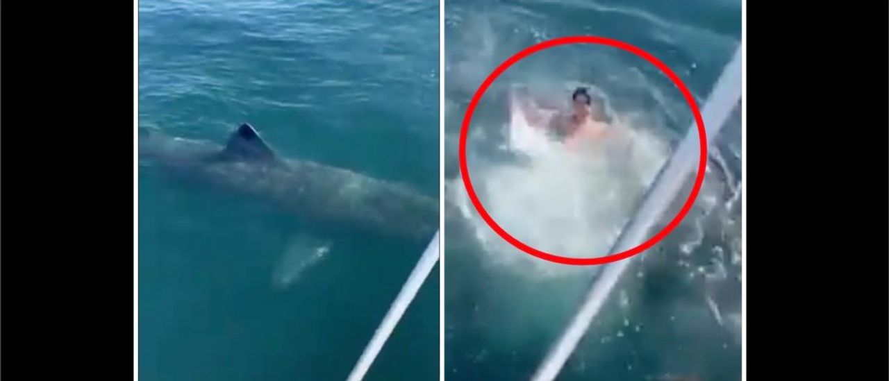 WATCH: Guy Jumps In The Ocean Right Next To A Gigantic Shark In Viral Video