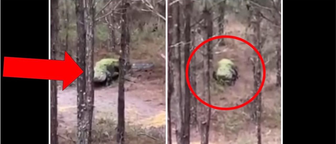 Gigantic Alligator Filmed Roaming The Woods In Georgia In Crazy Viral Video