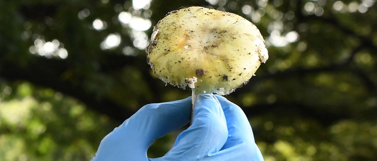Massachusetts Mother And Son Nearly Die After Eating ‘Death Cap’ Mushroom In Backyard