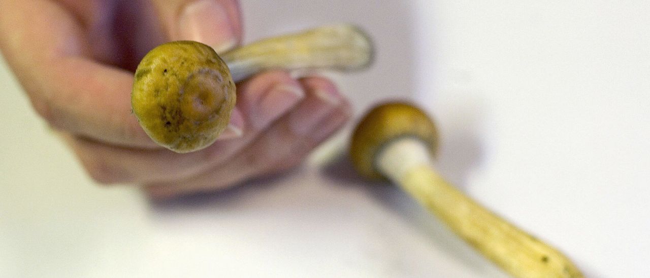 Coloradans Voted To Make Magic Mushrooms Legal, But Not Buying Wine At Grocery Stores