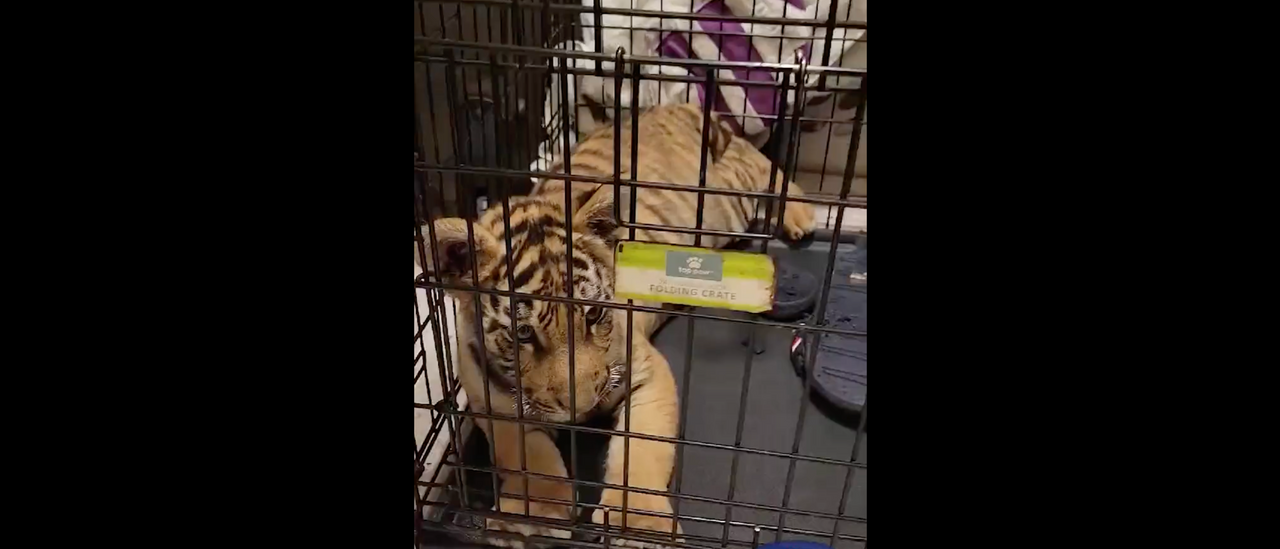 Arizona Man Allegedly Tried To Sell Tiger Cub On Social Media For ,000