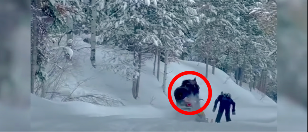 WATCH: Moose Goes Beast Mode On Man Riding Snowmobile