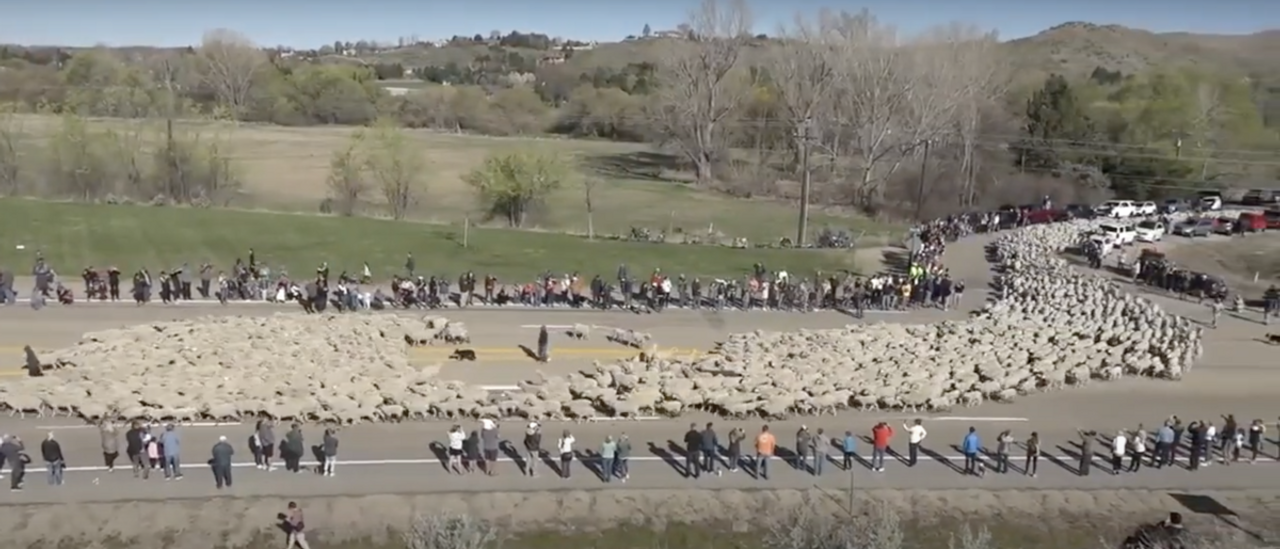 Traffic Stops, Crowd Of 300 Gathers To Watch Herd Of 2,500 Sheep Cross Idaho Highway