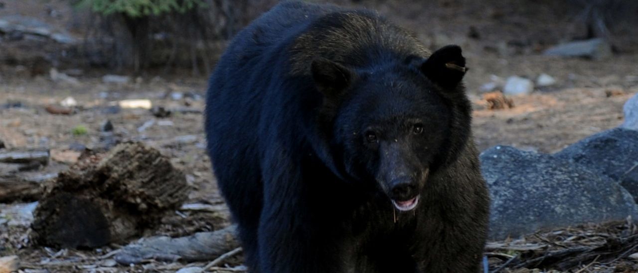 Pennsylvania Black Bear Attack Injures Two Young Children