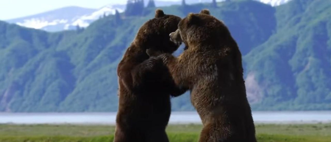 Here’s A Nine-Minute Video Of The ‘Longest, Most Intense’ Alaskan Grizzly Bear Fight