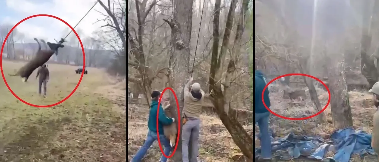 Video Shows Men Freeing Deer Found Swinging On A Rope From Its Antlers ...
