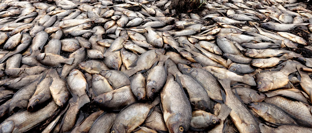 Sewage Spill Kills 44,000 Fish In Chattahoochee River, Report Finds