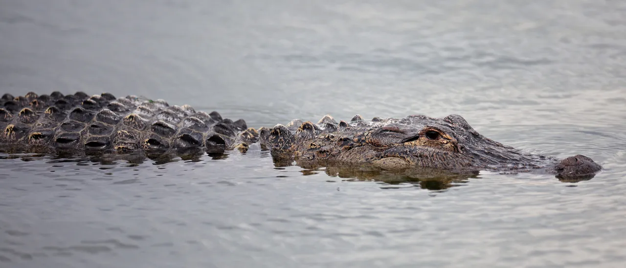 Florida: 1 Woman Dead After 3 Alligator Interactions Get Violent In Span Of Week
