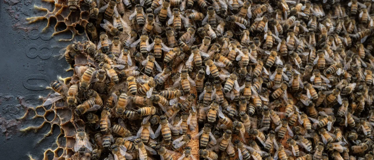Biblical Swarm Of Bees Takes Over Streets Near White House, Sending Lobbyists, Think Tank Nerds Scurrying