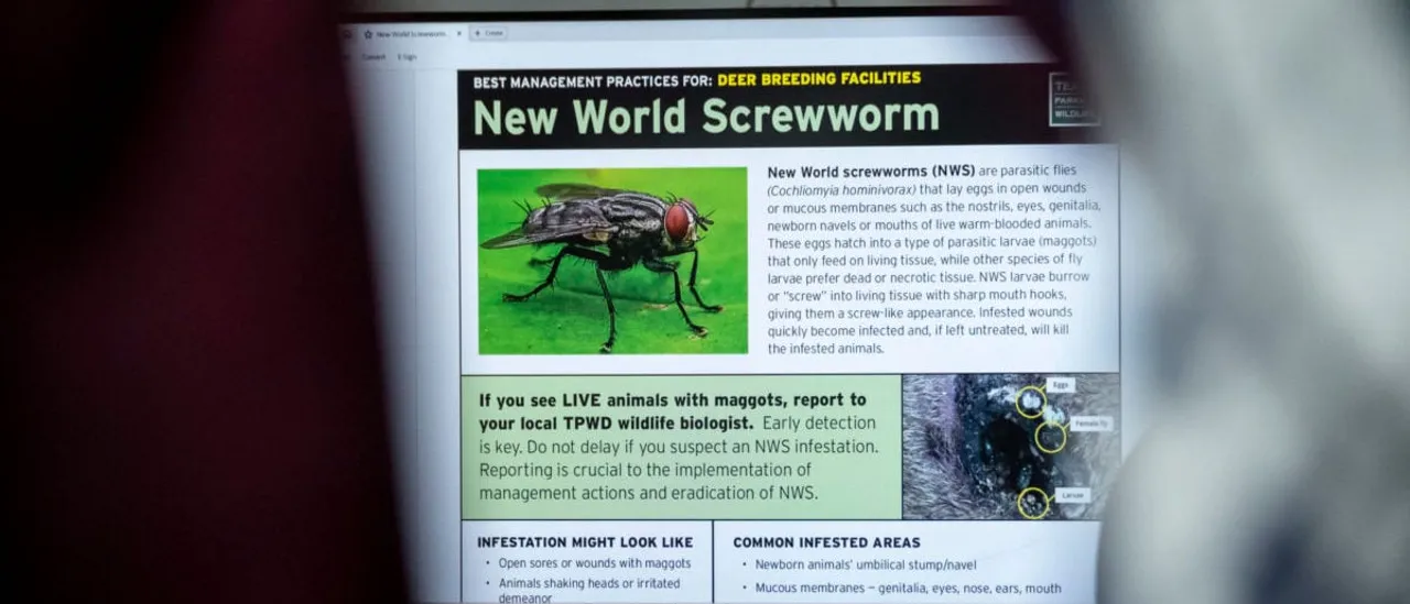 Flesh-Eating Parasite Spreads Through Red State As Officials Fight Infestation