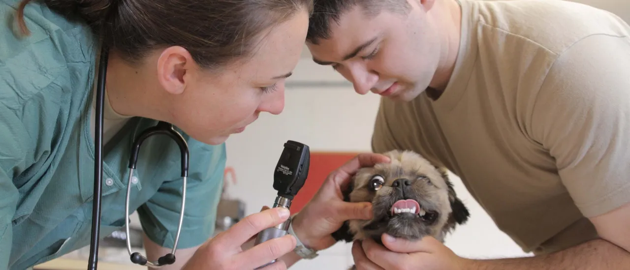 Family Pets Are Overlooked Victims Of Affordability Crisis