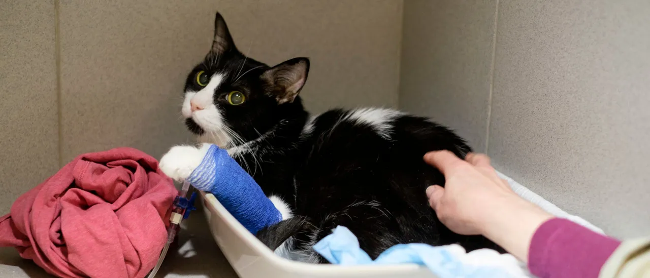 Michigan Nurse Arrested After 73 Dead Cats Found In Home