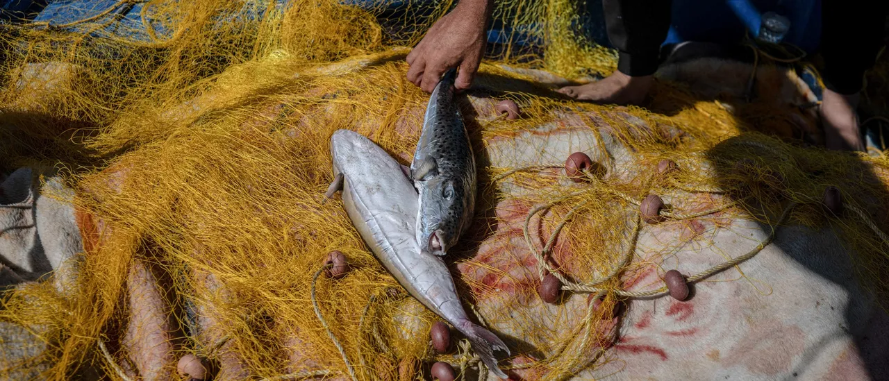 Greece Hunts Toxic Wood-Biting Fish Invading Mediterranean Sea