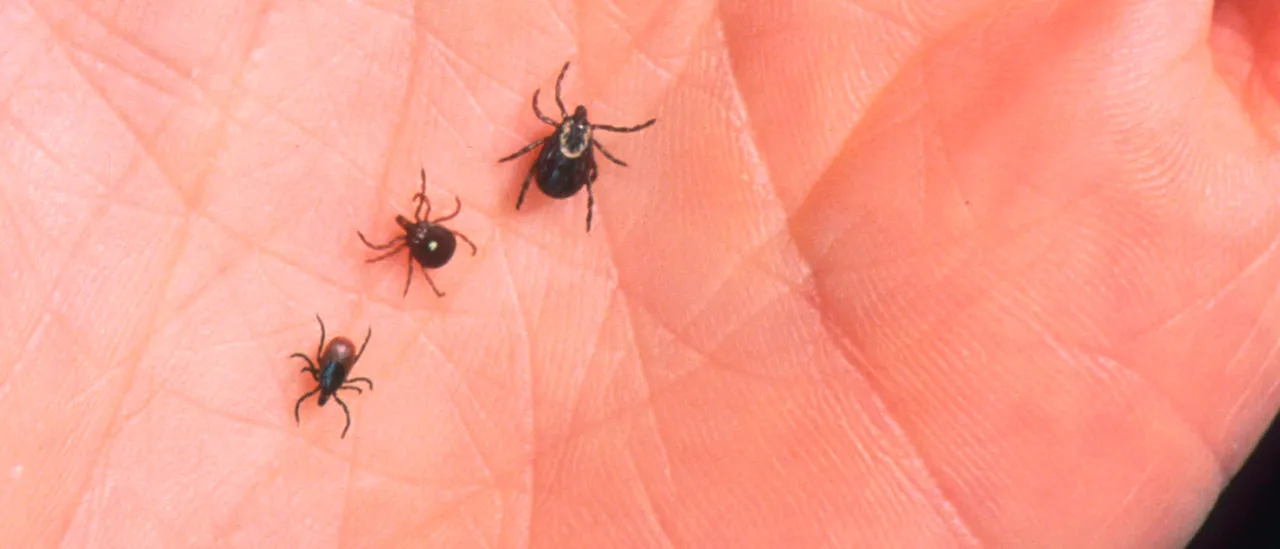 YouTuber Launches Weeks-Long Quest To Kill Bug Some Suspect Is Genetically Engineered Bioweapon