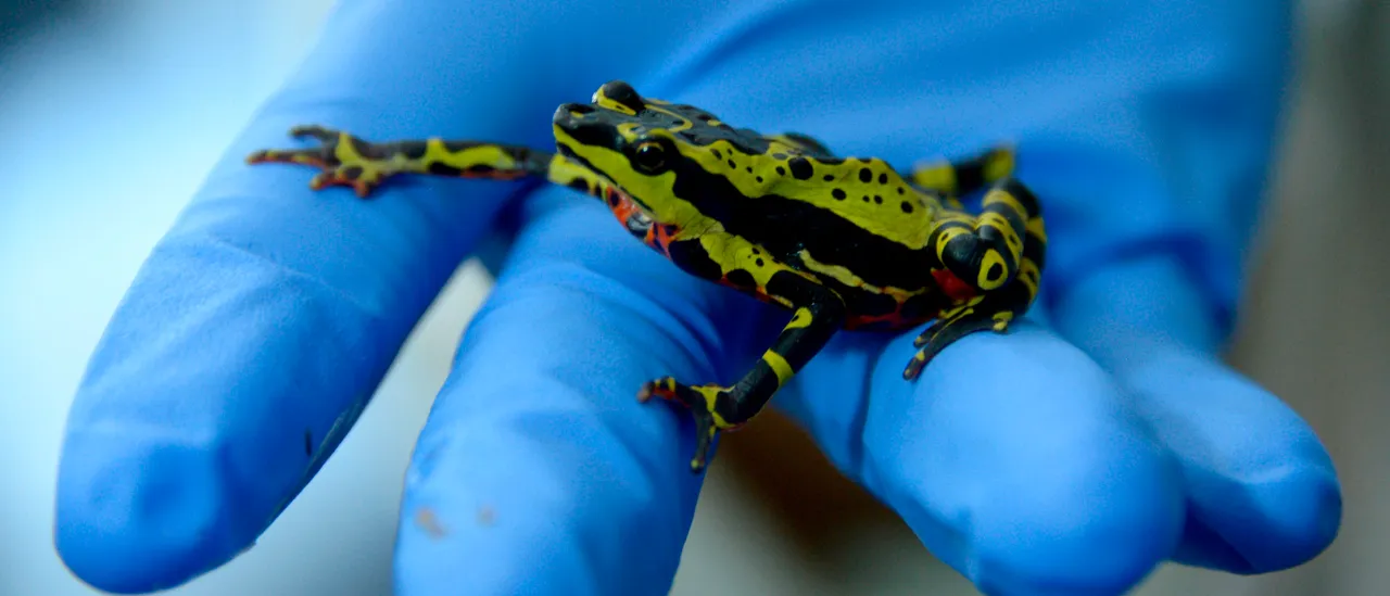 Big Pharma Wants To Turn Toad Venom Into The Next Blockbuster Drug