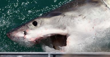 Diver Reportedly Decapitated By Great White Shark In Mexico