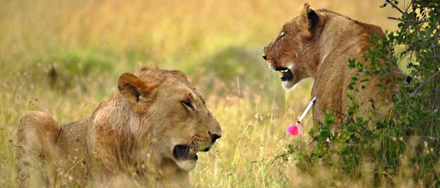 Herders Spear 11 Lions To Death In ‘Retaliatory Killing’ After Loss Of Livestock