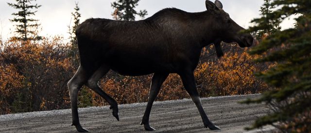 Moose Headbutts And Stomps Woman In Vicious Attack