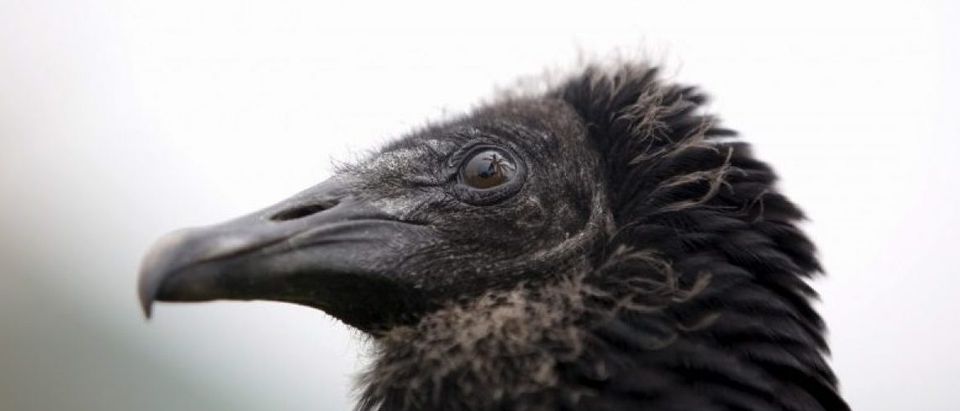 A vulture stands during an exercise for the "Vultures Detect" programme at Huachipa Zoo in Lima