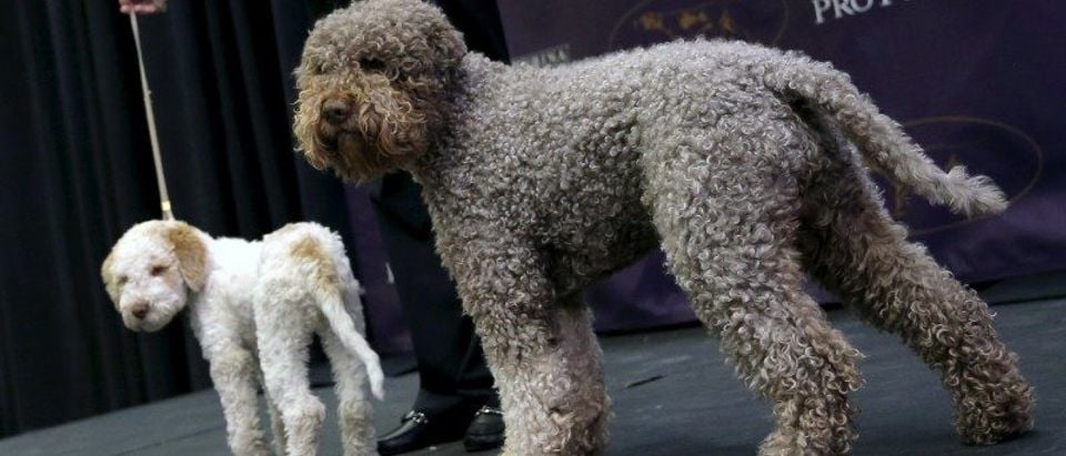Niko, a Lagotto Romangnolo, stands with puppy at news conference to introduce seven new breeds competing in the 2016 Westminster Kennel Club Dog Show in New York