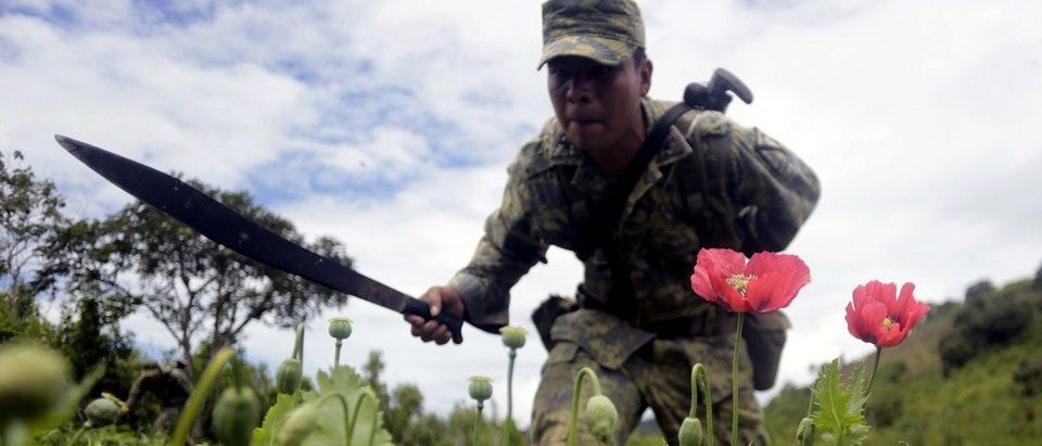 Mexican soldiers cut off poppy flowers during an operation at Petatlan hills in Guerrero state, Mexico