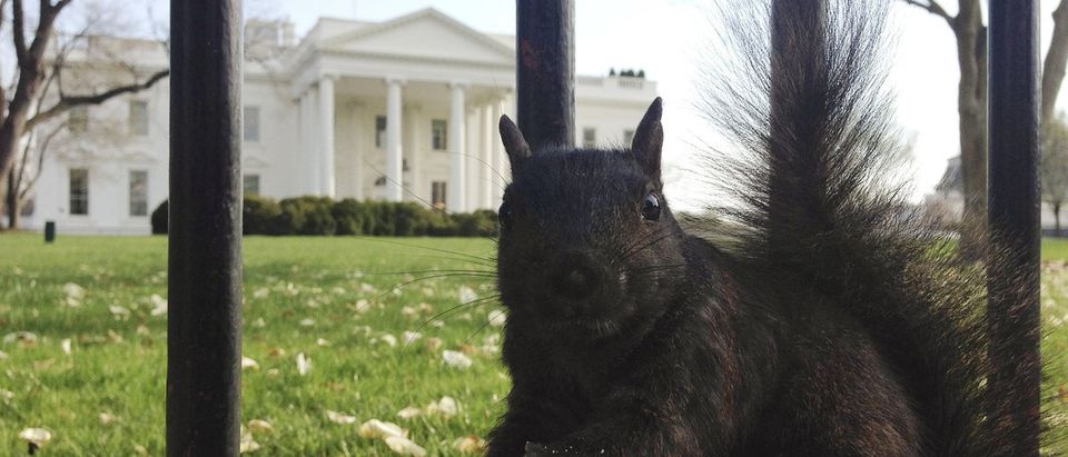 A wild squirrel looks into the camera as it pauses while eating a piece of cracker dropped by a tourist at the north fence of the White House in Washington, April 11, 2014. REUTERS/Jim Bourg