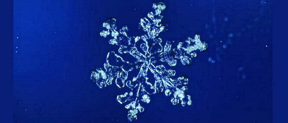 special snowflake Getty Images/Robert F. Sisson