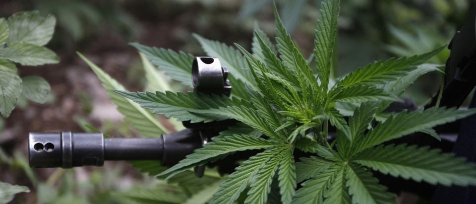 The rifle of a federal agent is seen through a marijuana leaf during the destruction of a marijuana plantation on the outskirts of the town of Casas Grandes, in the Mexican state of Chihuahua July 18, 2011.Federal agents located and destroyed 9 marijuana plantations totalling 7.4 acres in various areas of Casas Grandes sierra, local media reported. The federal forces incinerated some 9,600 kg (9.6 tonnes) of the drug and no detentions were reported.Picture taken July 18, 2011. REUTERS/Jose Luis Gonzalez