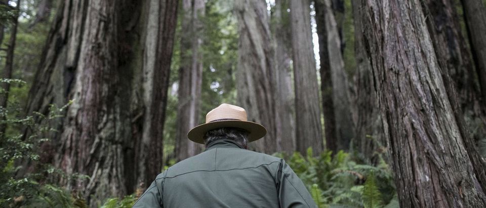 National Park Service Ranger Jeff Denny heads into a grove of redwoods off Highway 101 outside of Orick, California