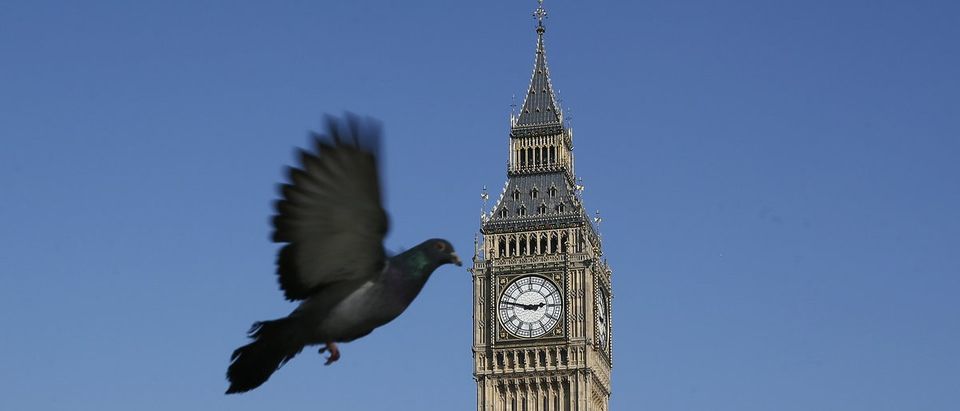 A pigeon flies past the Big Ben clock tower in central London