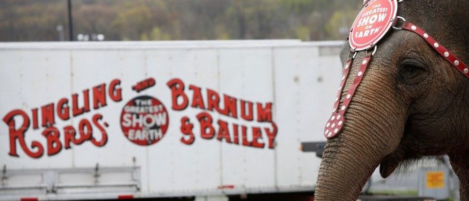 An elephant participates in an elephant brunch before Ringling Bros and Barnum &amp; Bailey Circus' "Circus Extreme" show at the Mohegan Sun Arena at Casey Plaza in Wilkes-Barre, Pennsylvania, U.S.