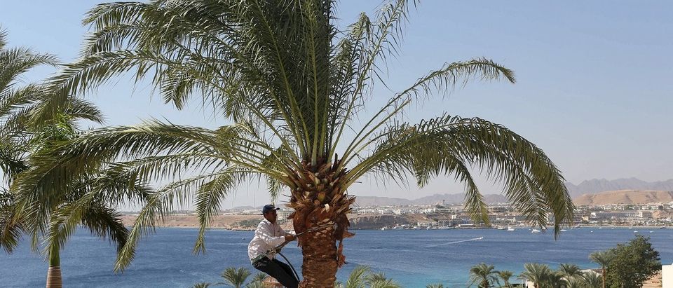 A worker trims a palm tree at a hotel at the Red Sea resort of Sharm el-Sheikh