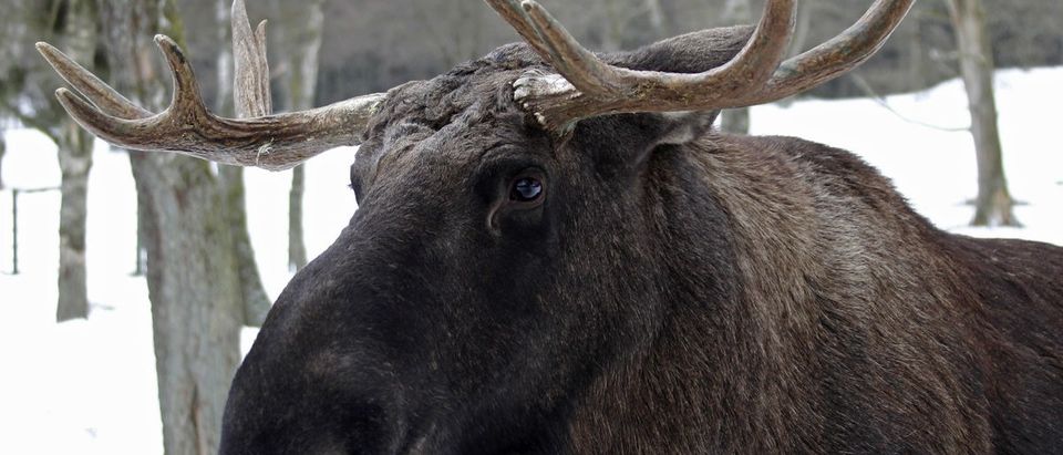 A moose is seen at Skanes Djurpark in Hoor