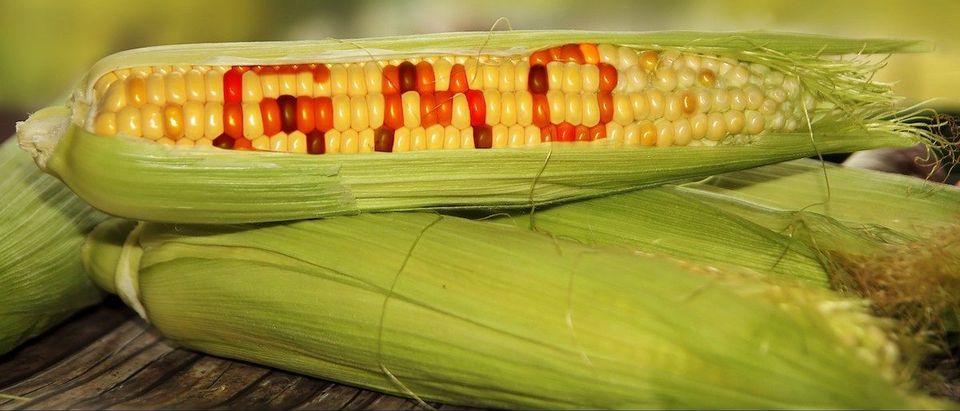 GMO food (Credit: Shutterstock/Carlos Amarillo)
