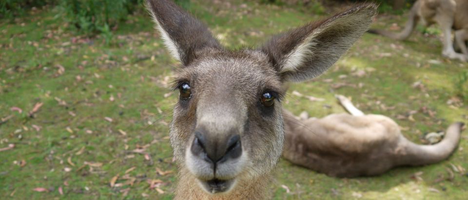 kangaroo Shutterstock/arkomlueng