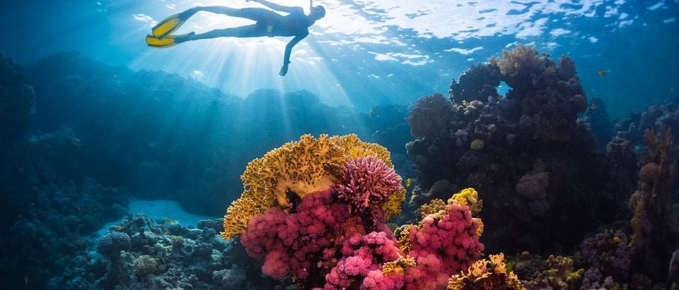 Free diver swimming underwater over vivid coral reef. Red Sea, Egypt Shutterstock.com / Dudarev Mikhail