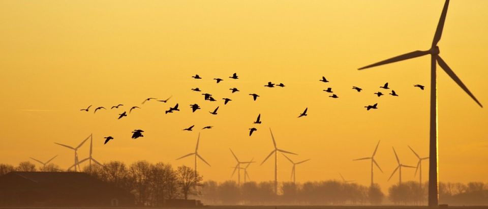 Geese flying at dawn in winter. Credit: J. Marijs/ Shuttershock