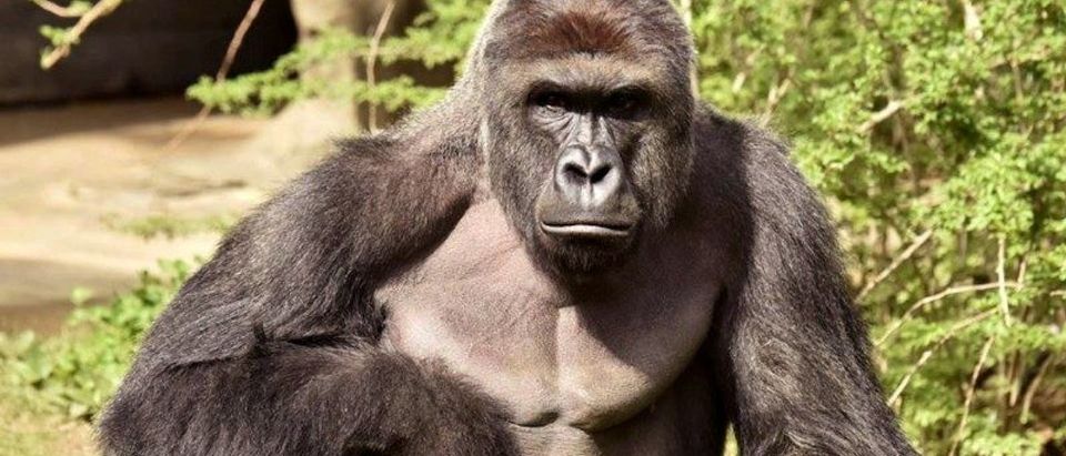 Harambe, a 17-year-old gorilla at the Cincinnati Zoo