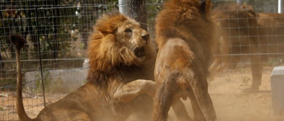 Some of the 33 lions rescued from circuses in Peru and Colombia are seen as they fight after being released at their final destination at the Emoya Big Cat Sanctuary, outside Vaalwater in South Africa's northern Limpopo province