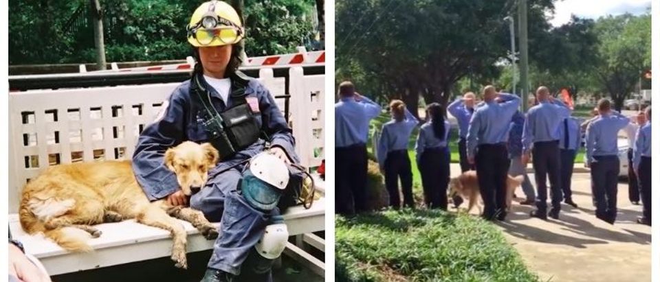 Last 9/11 Rescue Dog Dies At 16 (BarkBox YouTube/Texas Orange