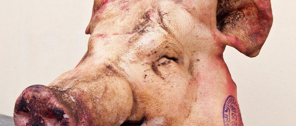 Pig's Head (Shutterstock)