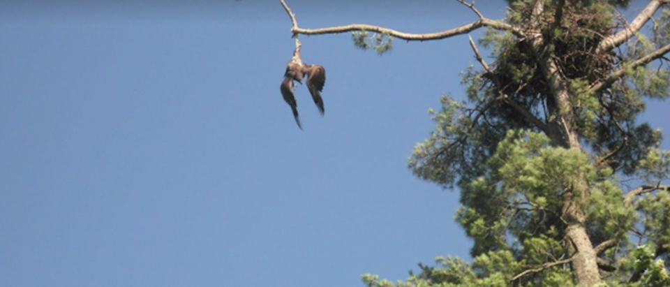 Bald Eagle trapped (WCCO Video Screen Capture)
