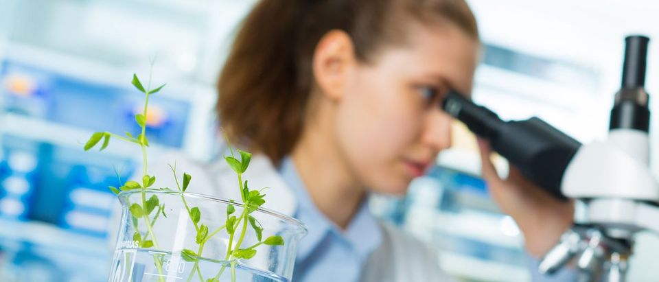 Research green plants in the laboratory. (Shutterstock/science photo)