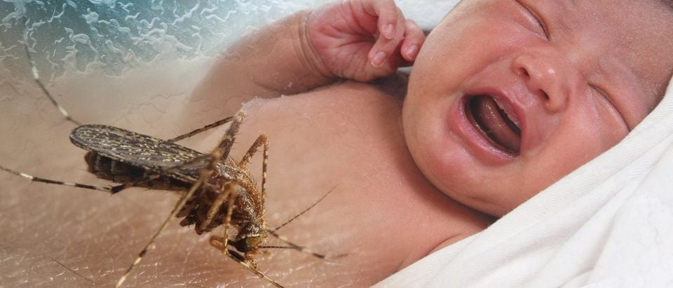 Crying baby bitten by Aedes Aegypti mosquito as Zika Virus carrier. (Shutterstock/airdone)
