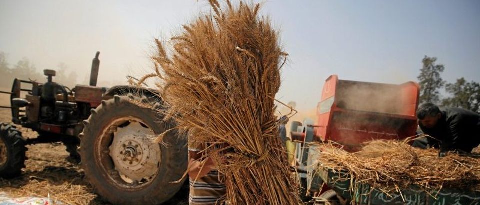 A farmer carries freshly harvested wheat in a field in Qaha, El-Kalubia governorate, northeast of Cairo