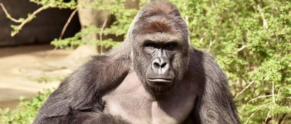 Harambe, a 17-year-old gorilla at the Cincinnati Zoo is pictured in this undated handout photo provided by Cincinnati Zoo. REUTERS/Cincinnati Zoo/Handout via Reuters
