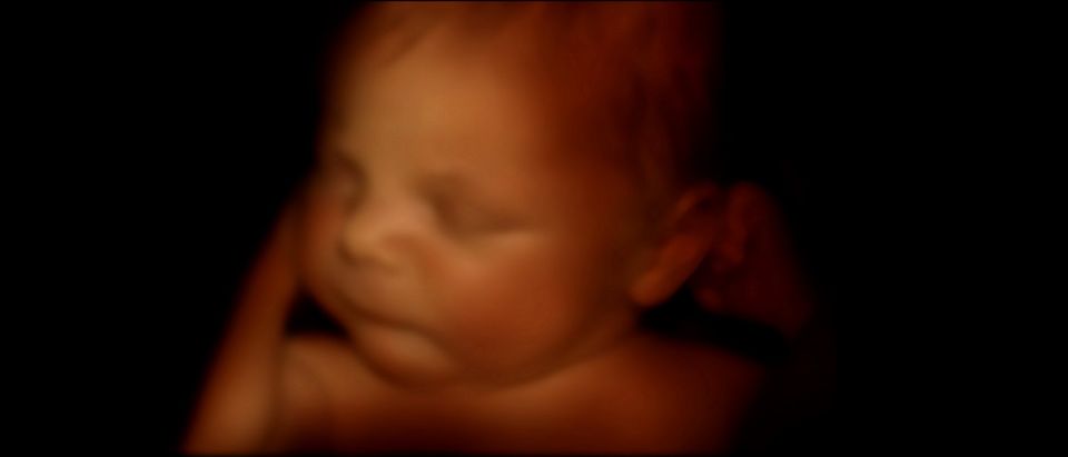 representation of baby in womb Shutterstock/Valentina Razumova